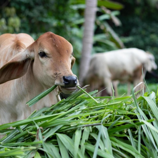 O que é 'Grass fed'? Porque Ghee de vacas que comem capim é melhor?